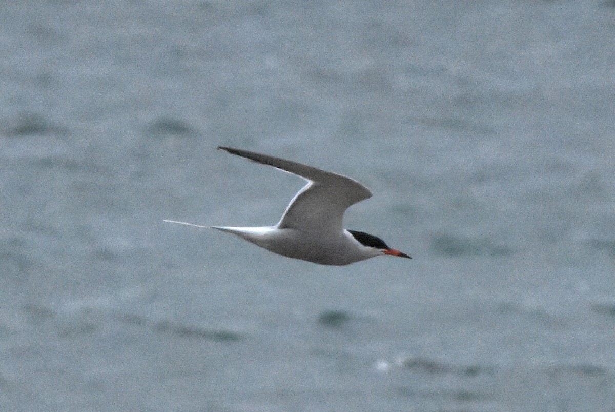 Common Tern - ML638485700