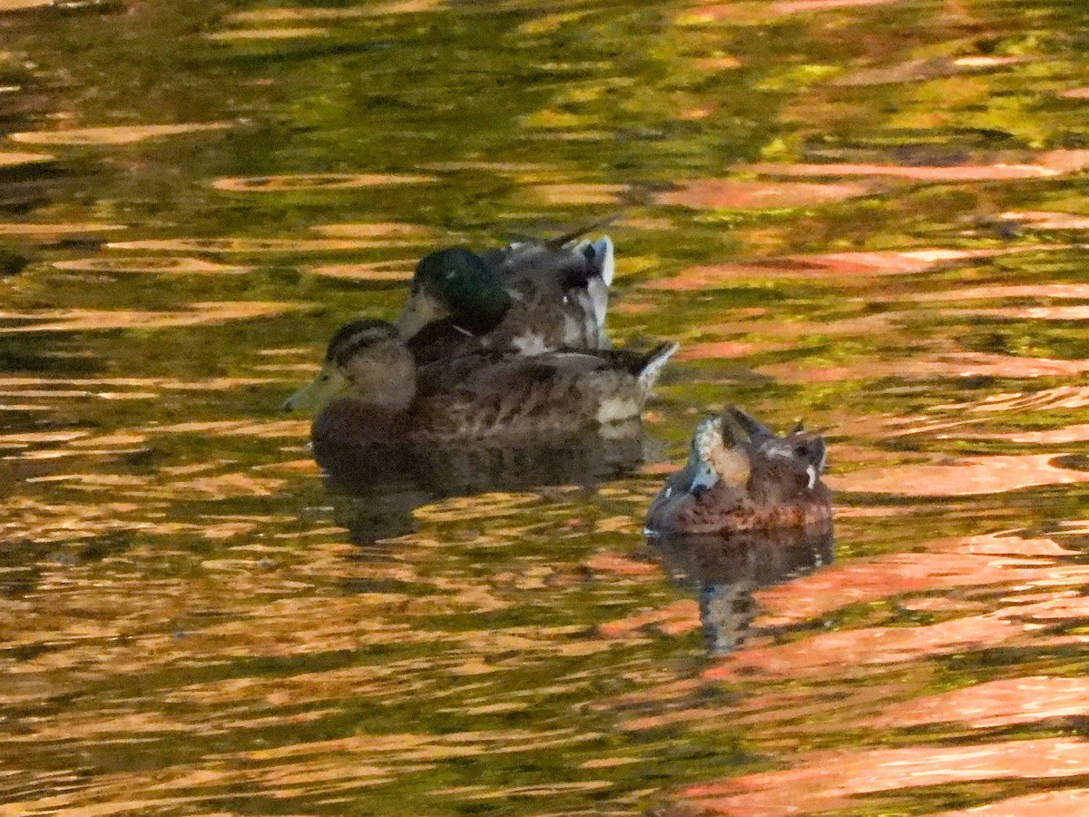 Canard d'Amérique - ML638485722