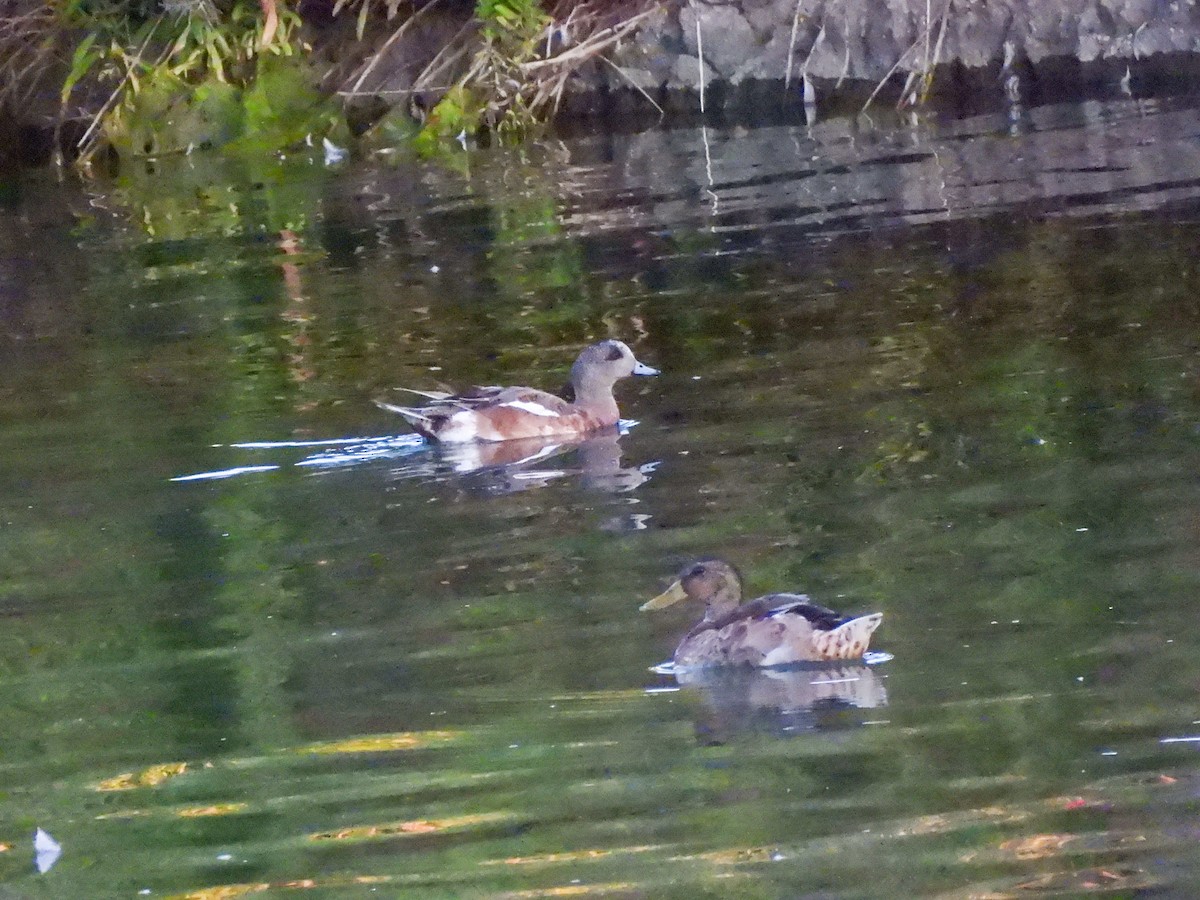 Canard d'Amérique - ML638485726