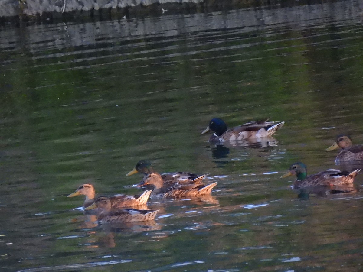 Canard colvert - ML638485735