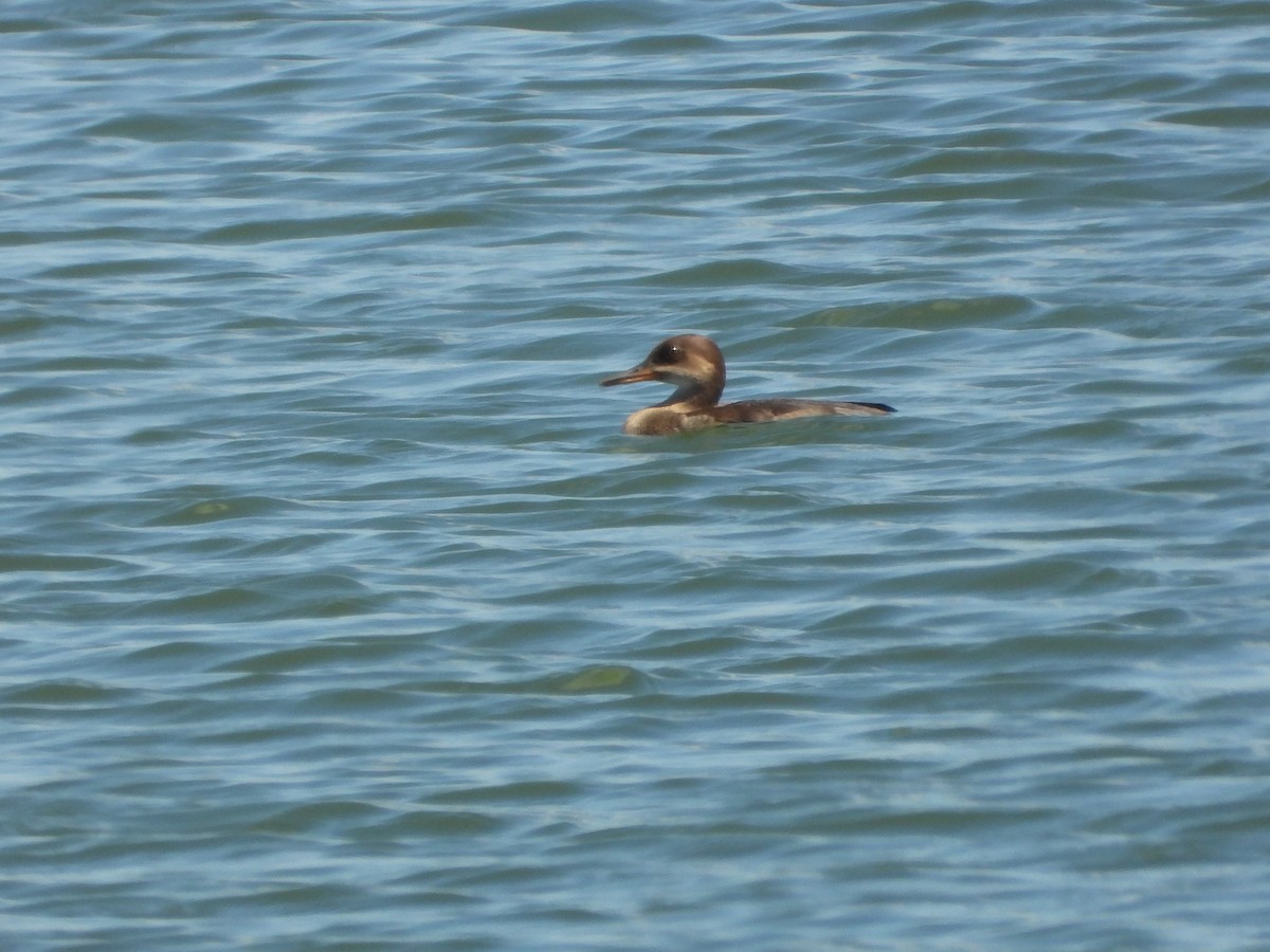 Hooded Merganser - ML638485736