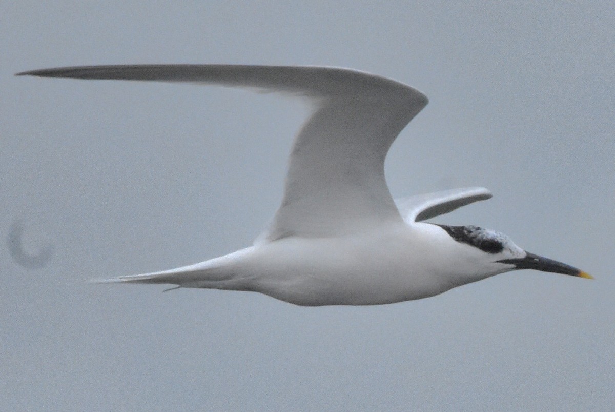 Sandwich Tern - ML638485737