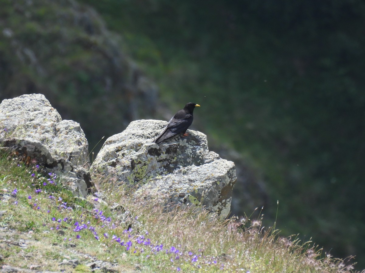 Yellow-billed Chough - ML638485742