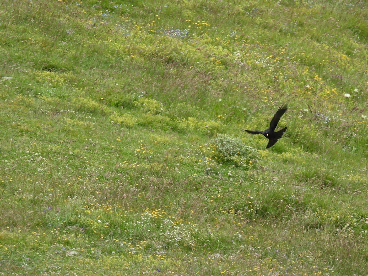 Yellow-billed Chough - ML638485745