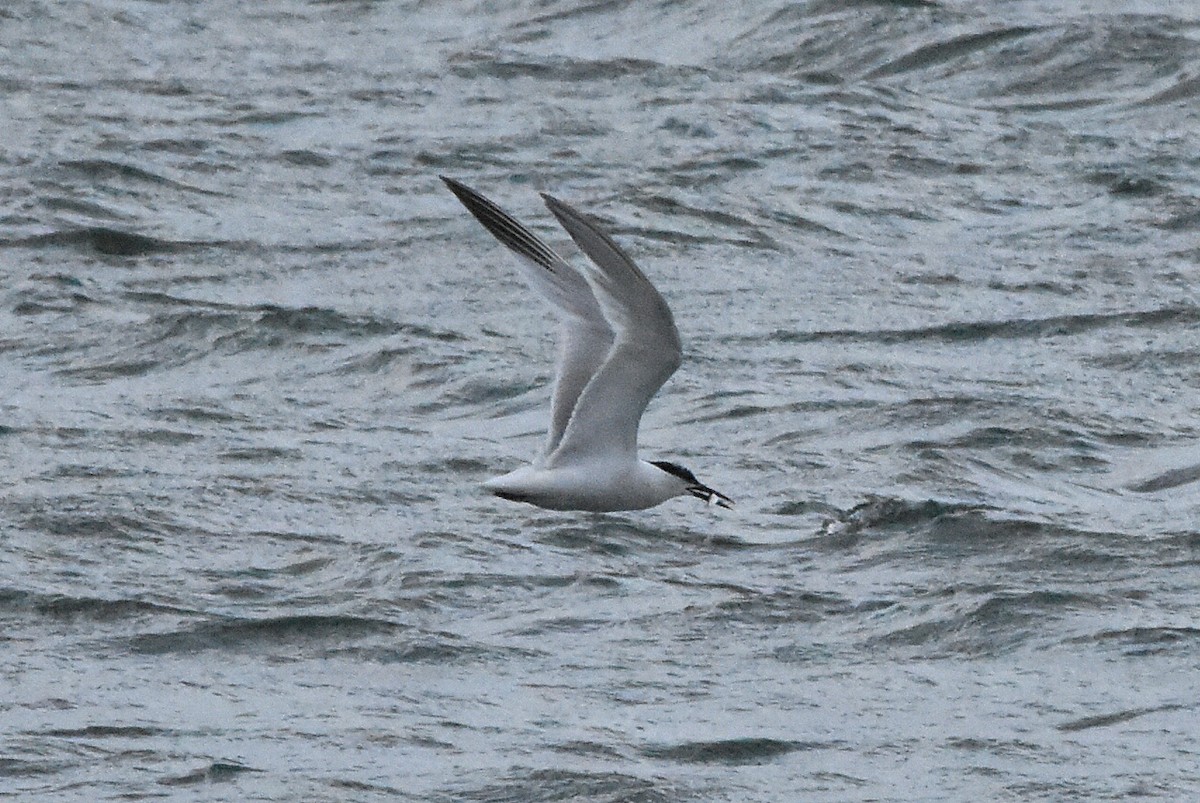 Sandwich Tern - ML638485747