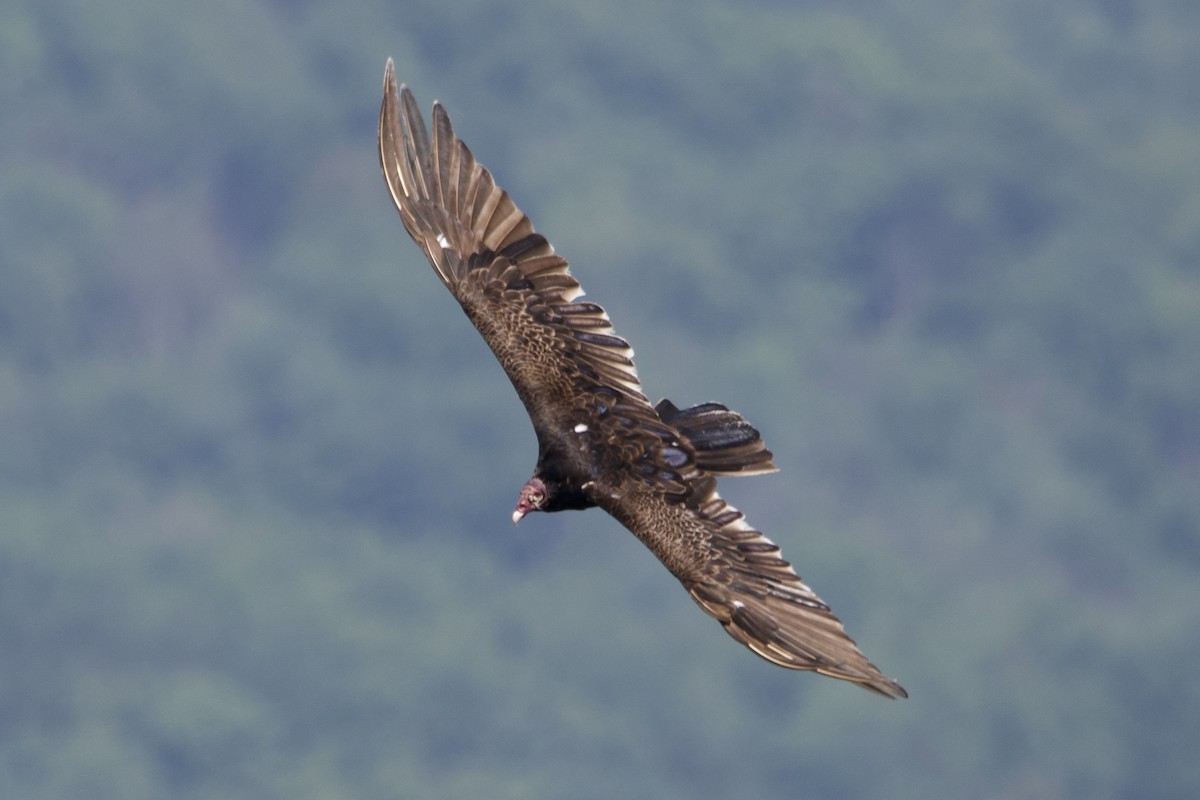Turkey Vulture - ML638485748