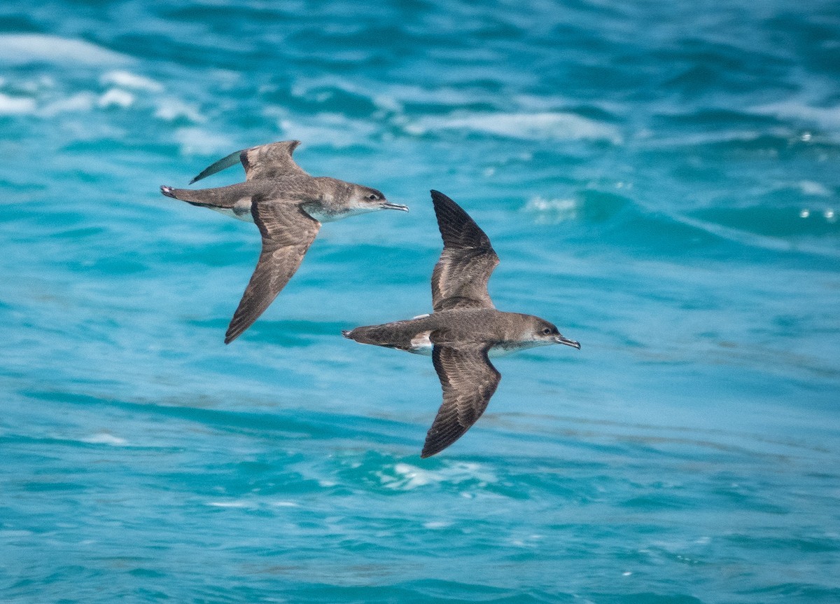 Yelkouan Shearwater - ML638485754