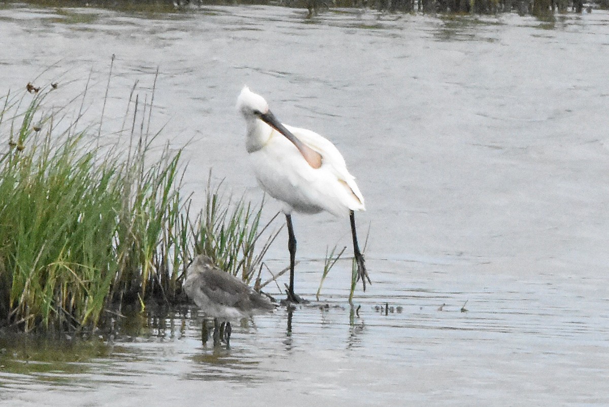 Eurasian Spoonbill - ML638485772