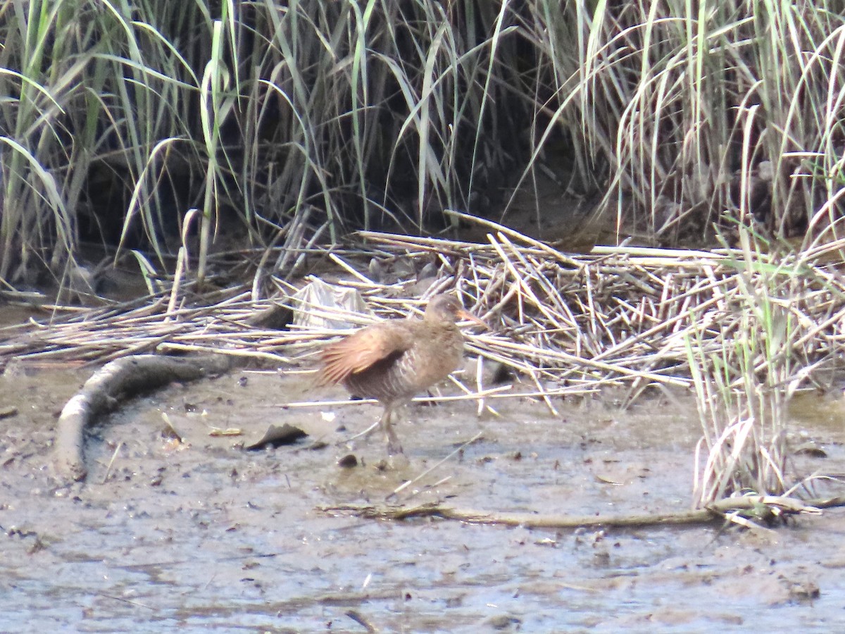 Clapper Rail - ML638485783