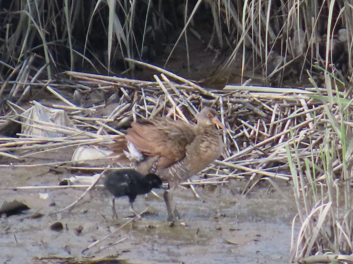Clapper Rail - ML638485784