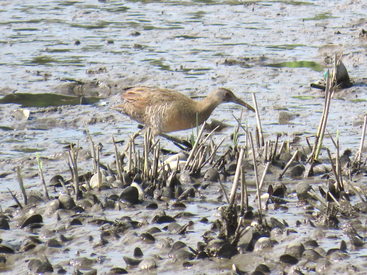 Clapper Rail - ML638485789