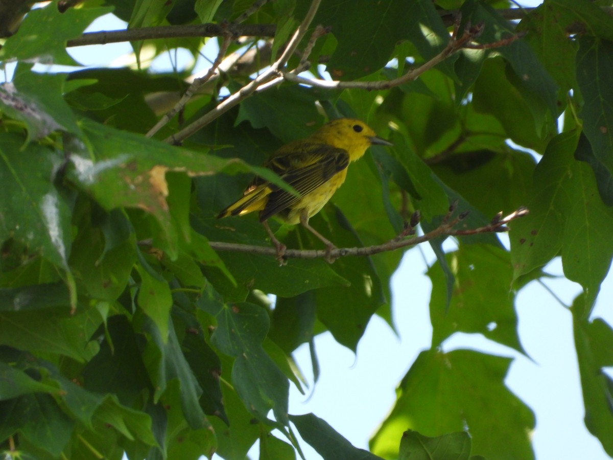 Yellow Warbler - ML638485792