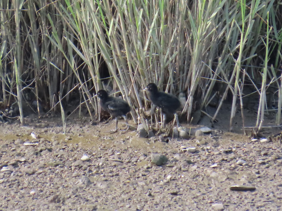 Clapper Rail - ML638485801