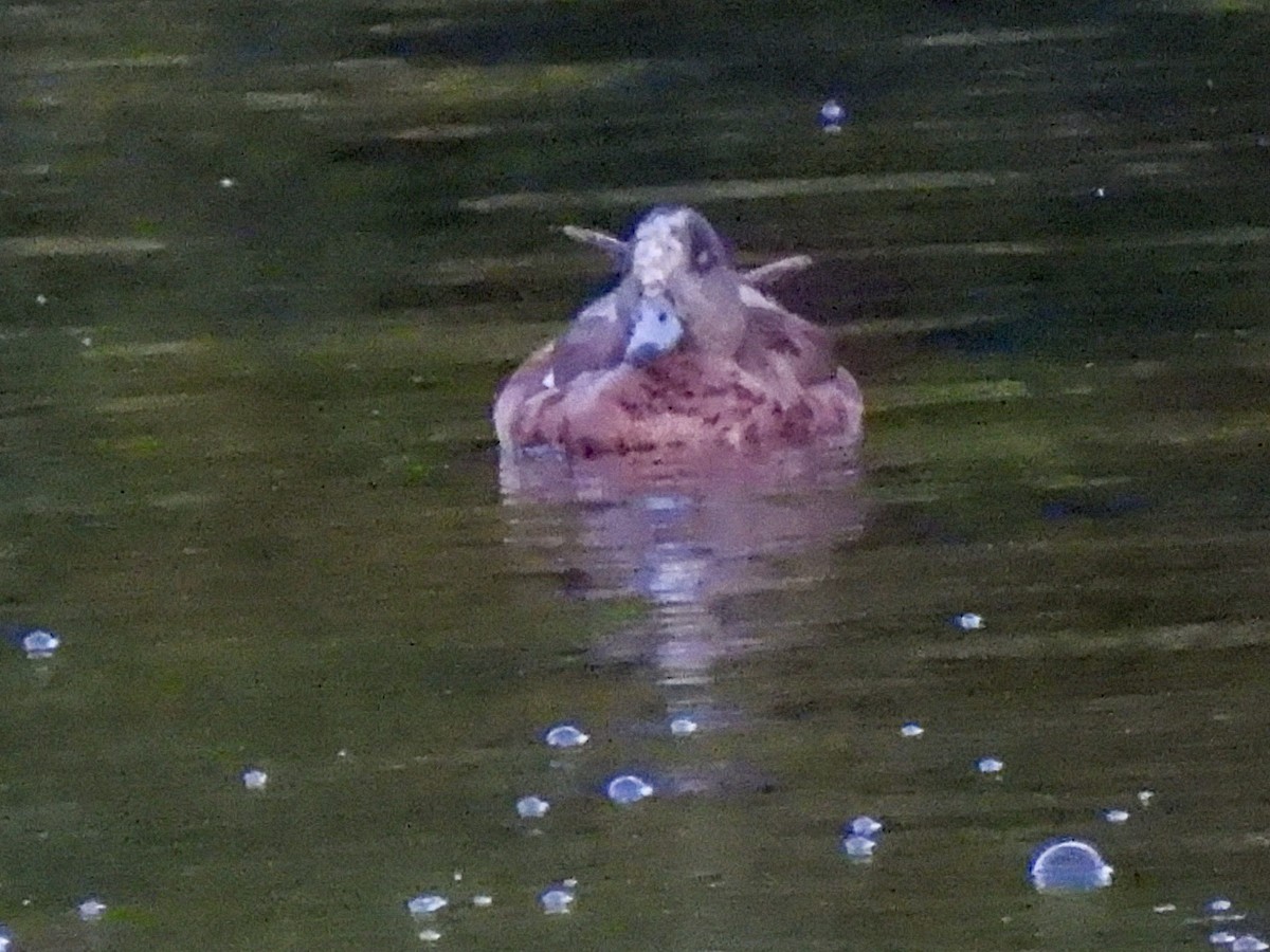 Canard d'Amérique - ML638485823