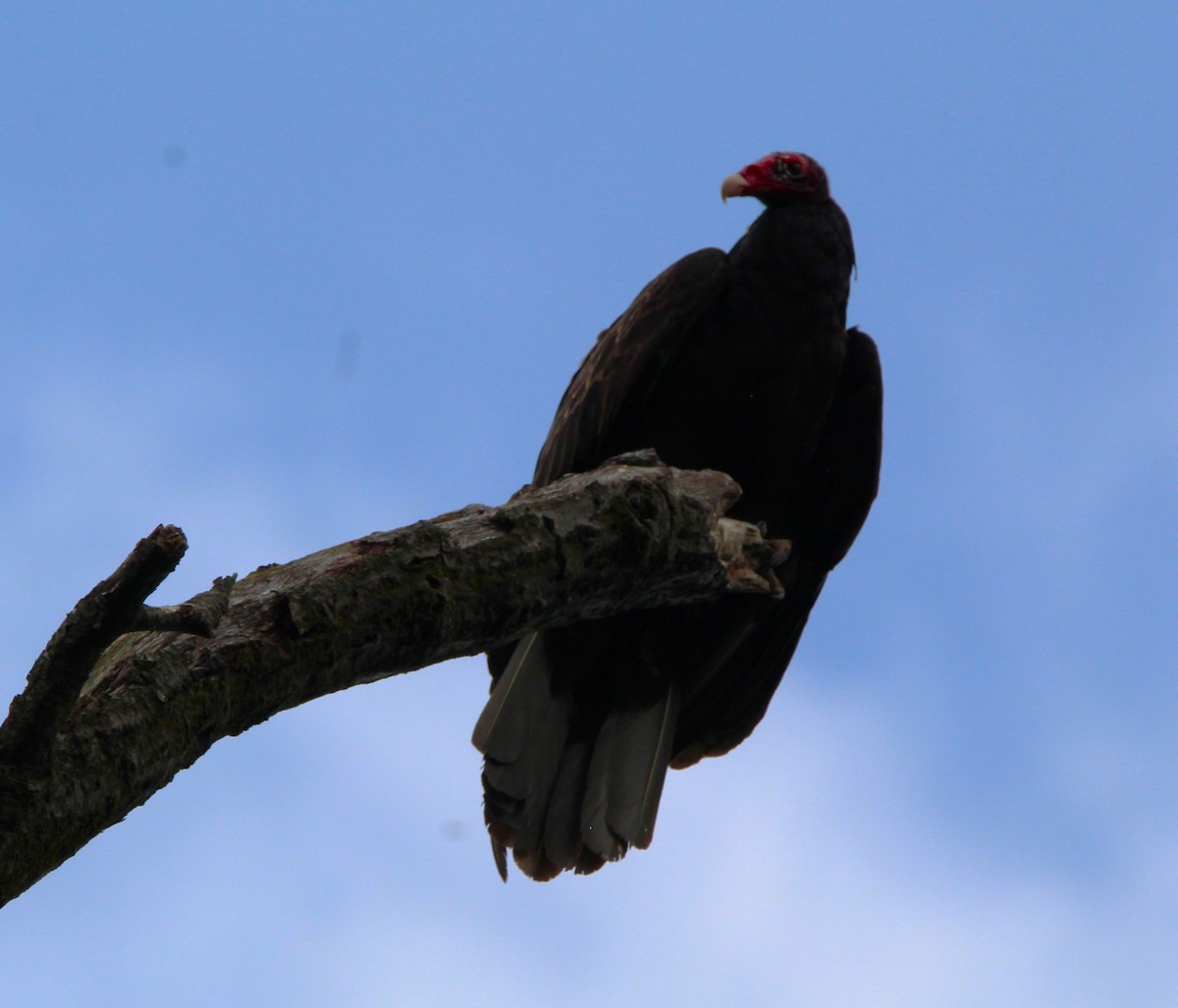 Turkey Vulture - ML638485845