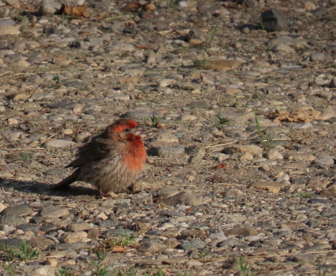 House Finch - ML638485852