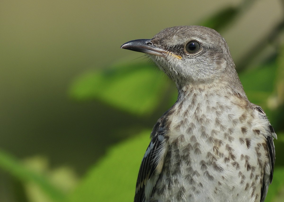 Northern Mockingbird - ML638485858