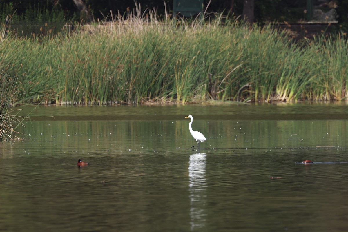 Great Egret - ML638485859
