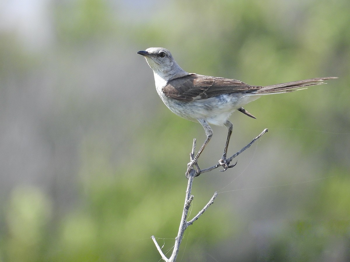 Northern Mockingbird - ML638485870