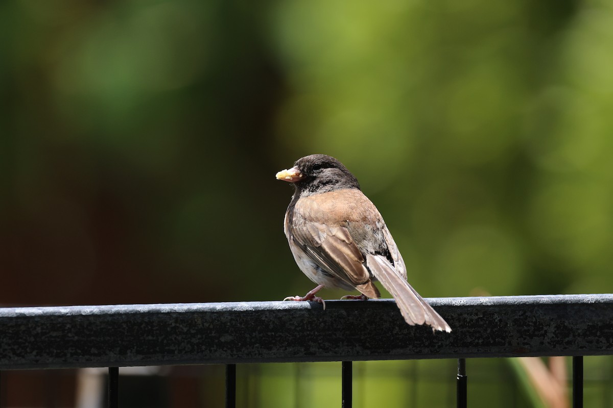 Dark-eyed Junco - ML638485877