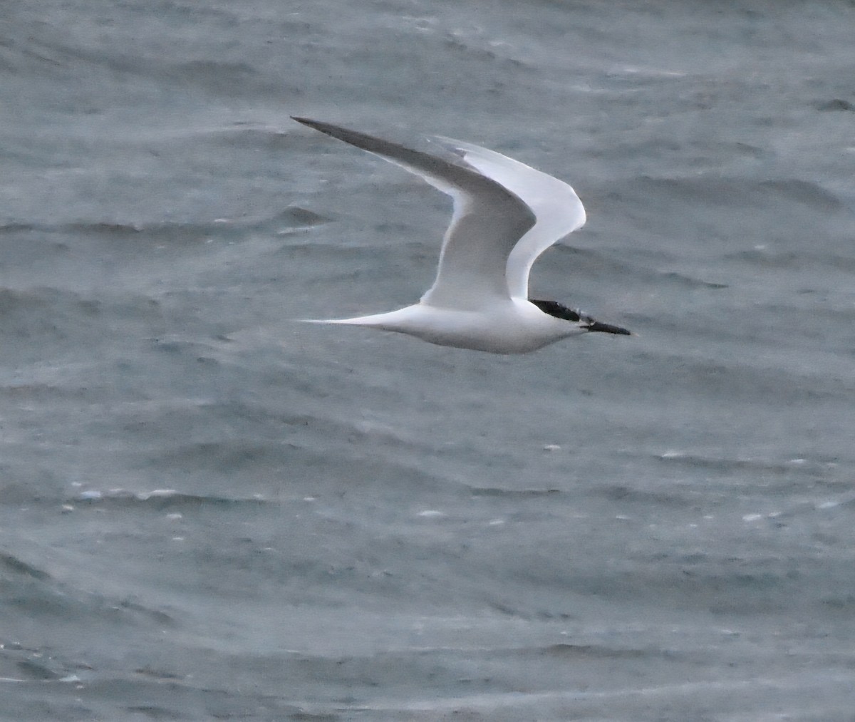 Sandwich Tern - ML638485878