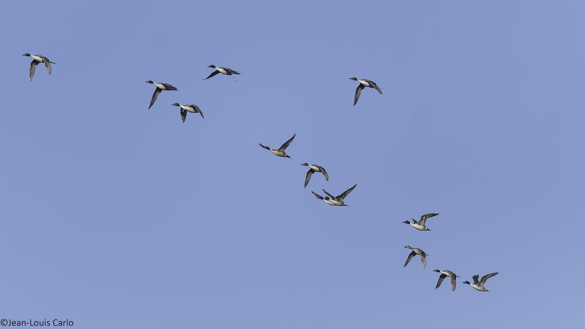 Northern Pintail - ML638485881