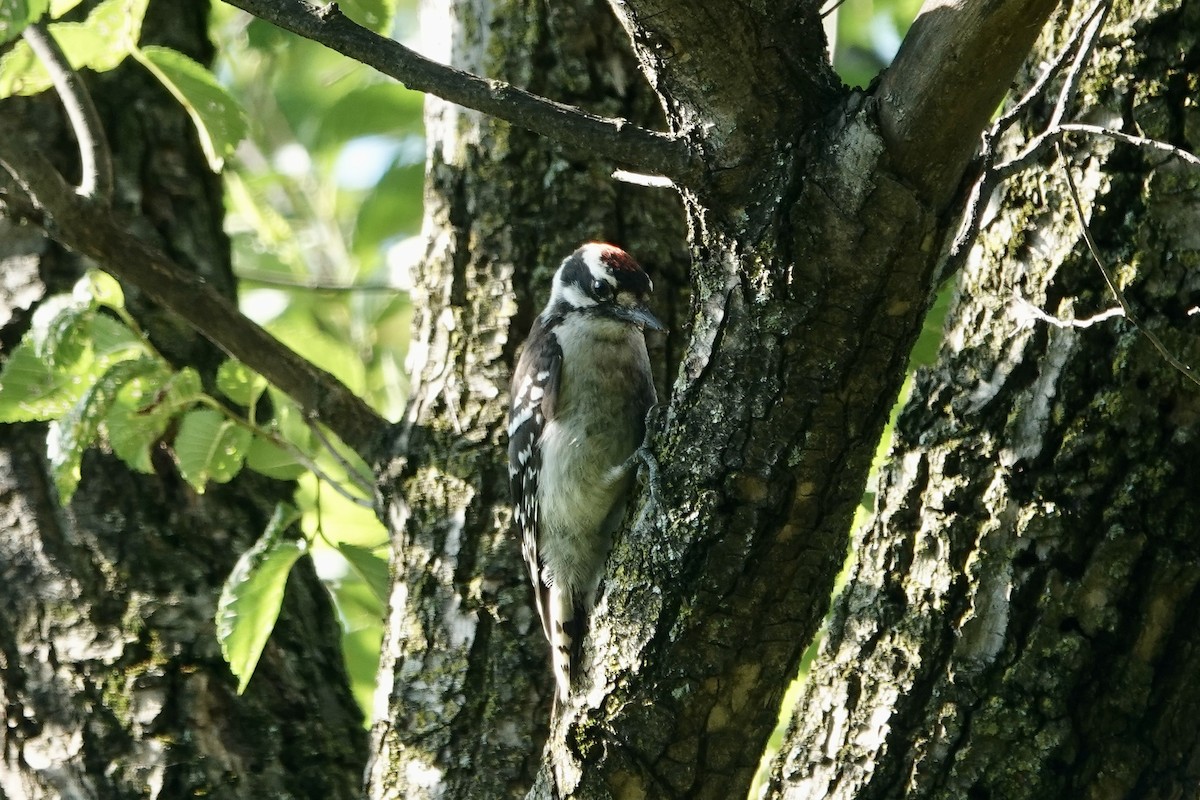 Downy Woodpecker - ML638485891