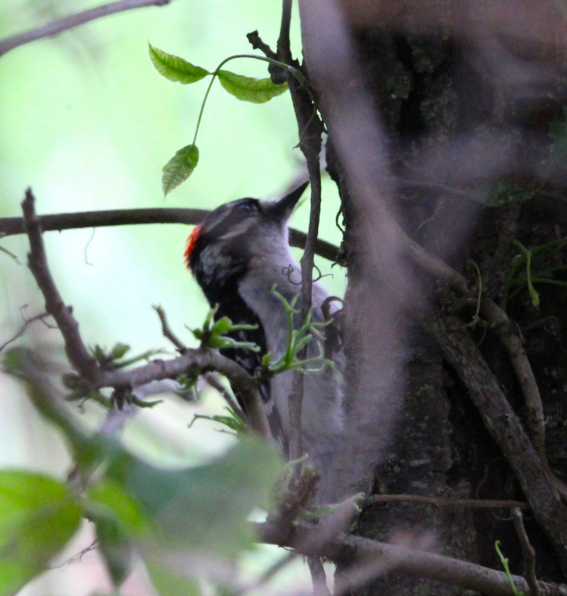 Downy Woodpecker - ML638485894