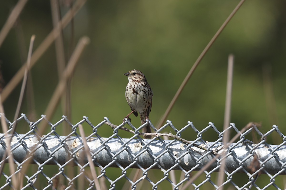 Song Sparrow - ML638485905