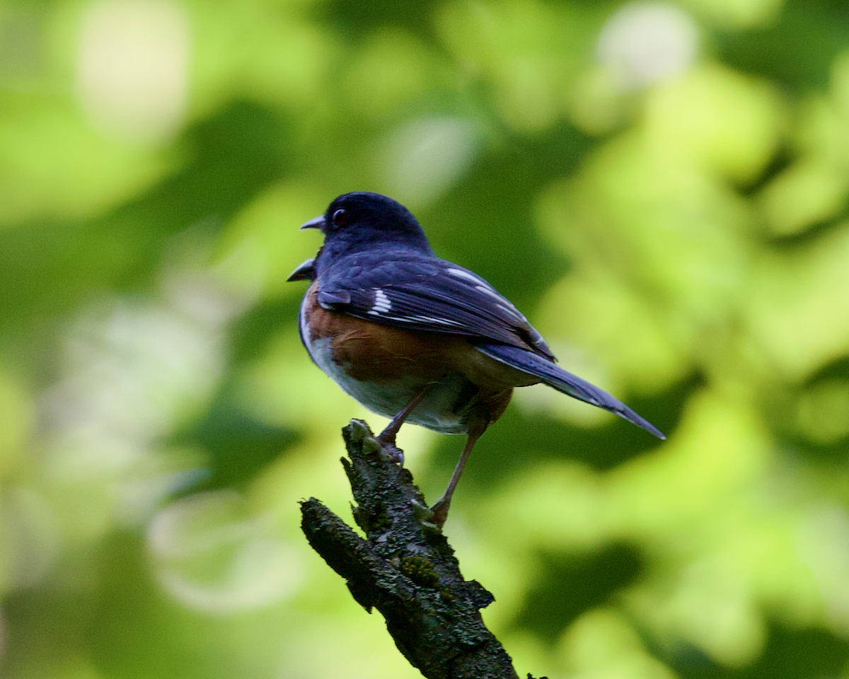 Eastern Towhee - ML638485909
