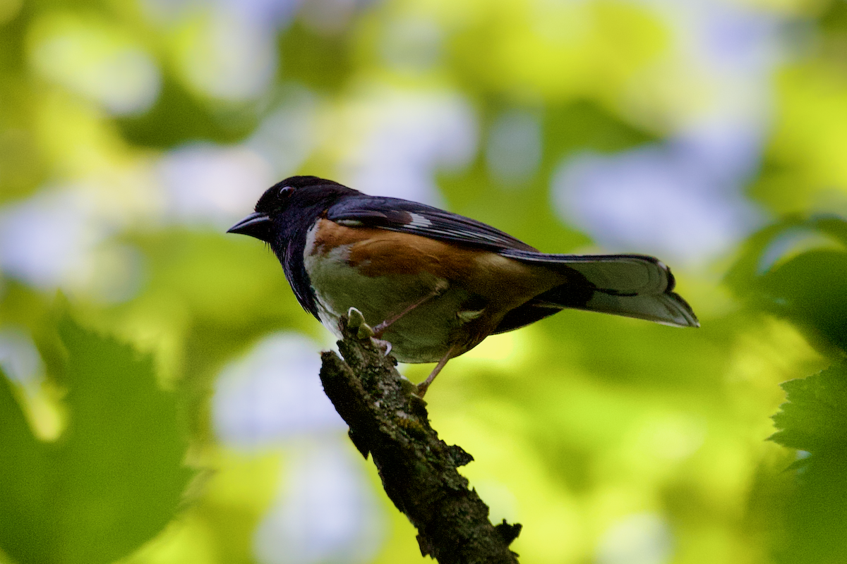 Eastern Towhee - ML638485910