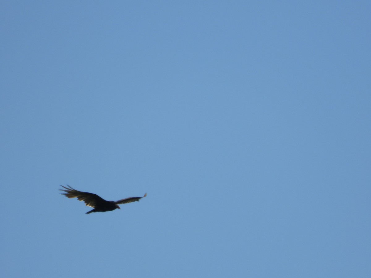 Turkey Vulture - ML638485913