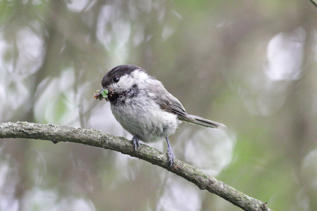 Willow Tit - ML638485915