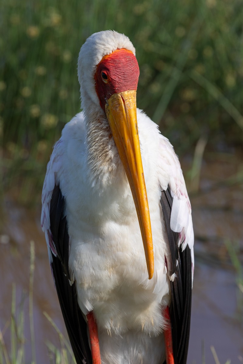 Yellow-billed Stork - ML638485918