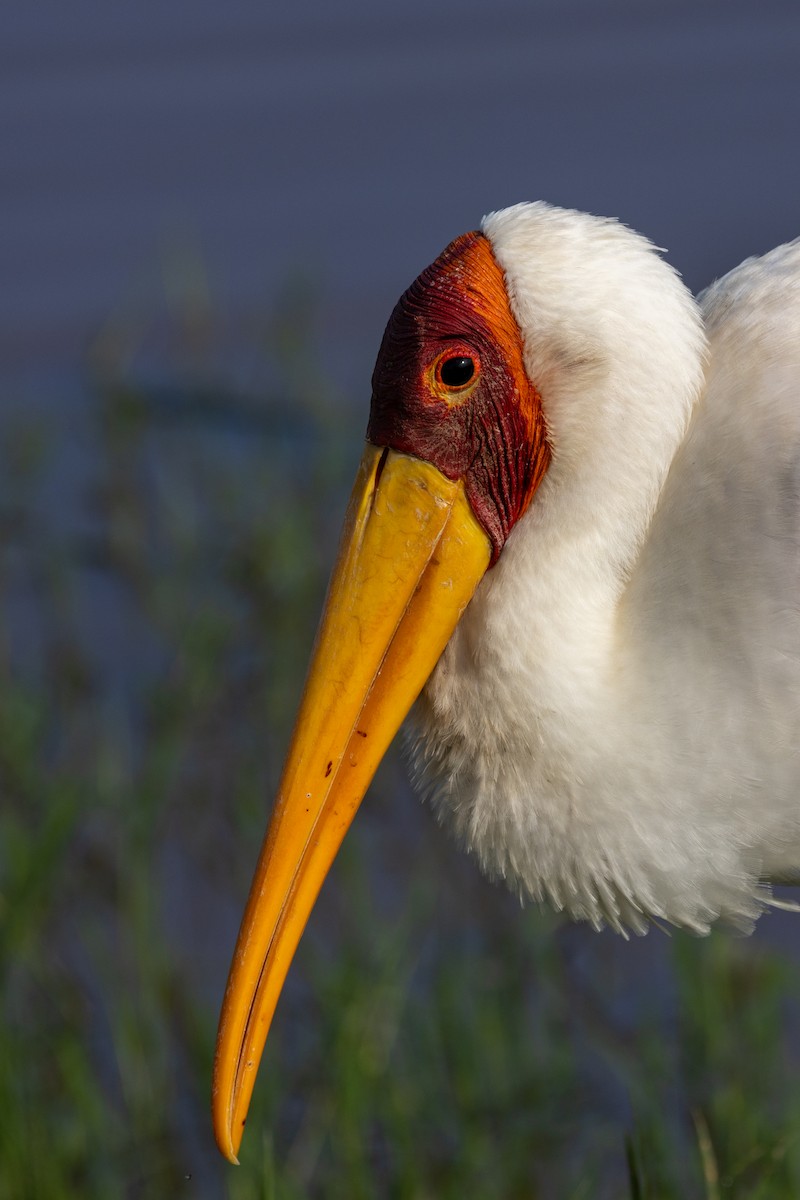 Yellow-billed Stork - ML638485919