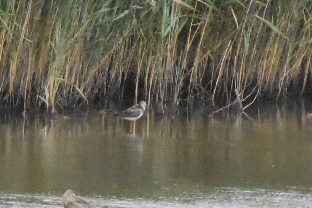 Lesser Yellowlegs - ML638485923