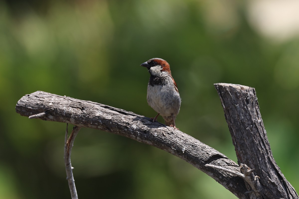 House Sparrow - ML638485924