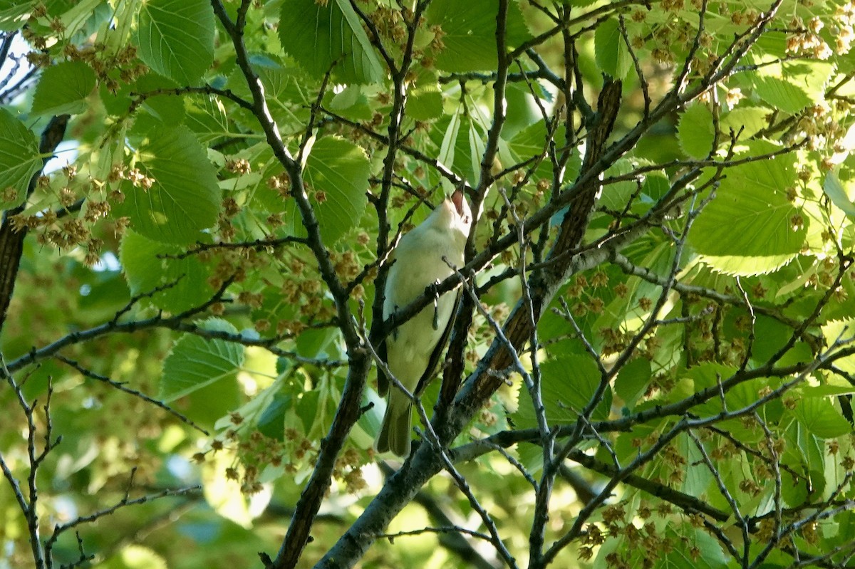 Red-eyed Vireo - ML638485934