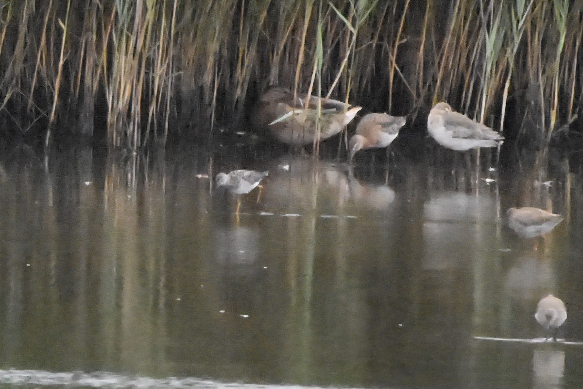 Lesser Yellowlegs - ML638485936