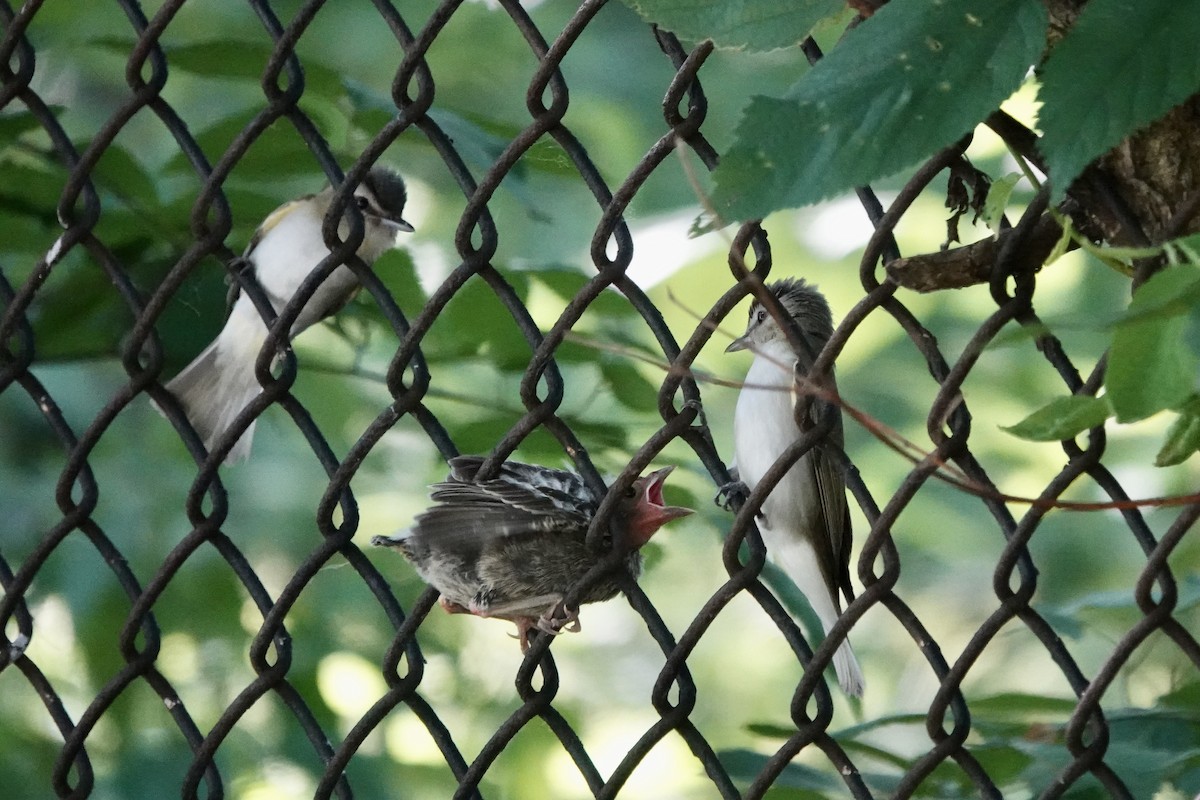 Red-eyed Vireo - ML638485943