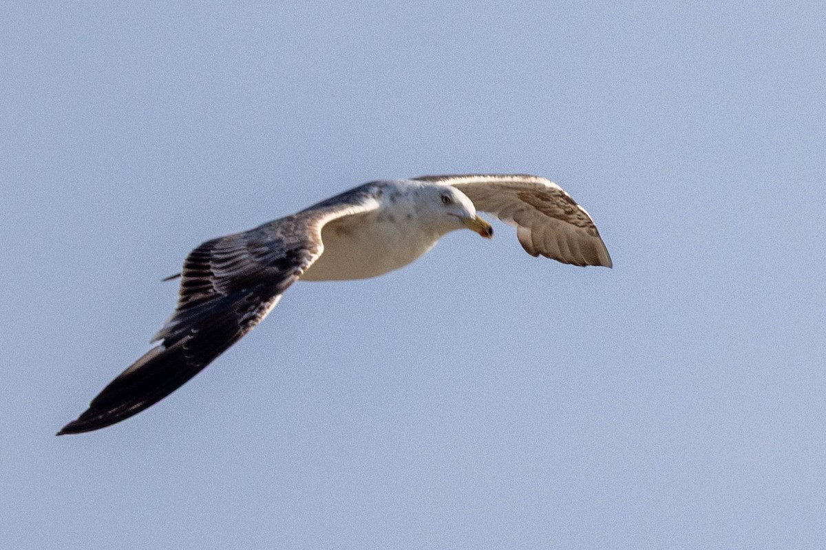 Lesser Black-backed Gull - ML638485944