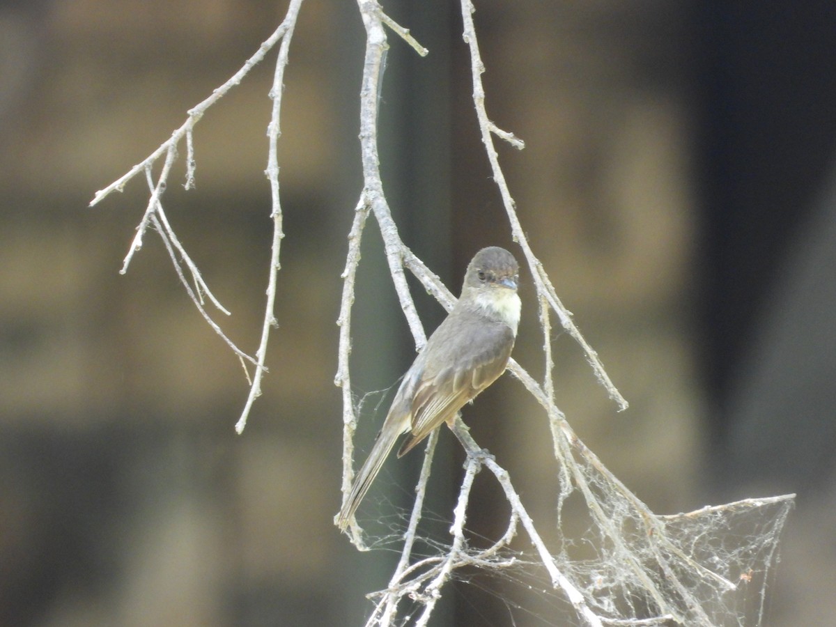 Eastern Phoebe - ML638485946