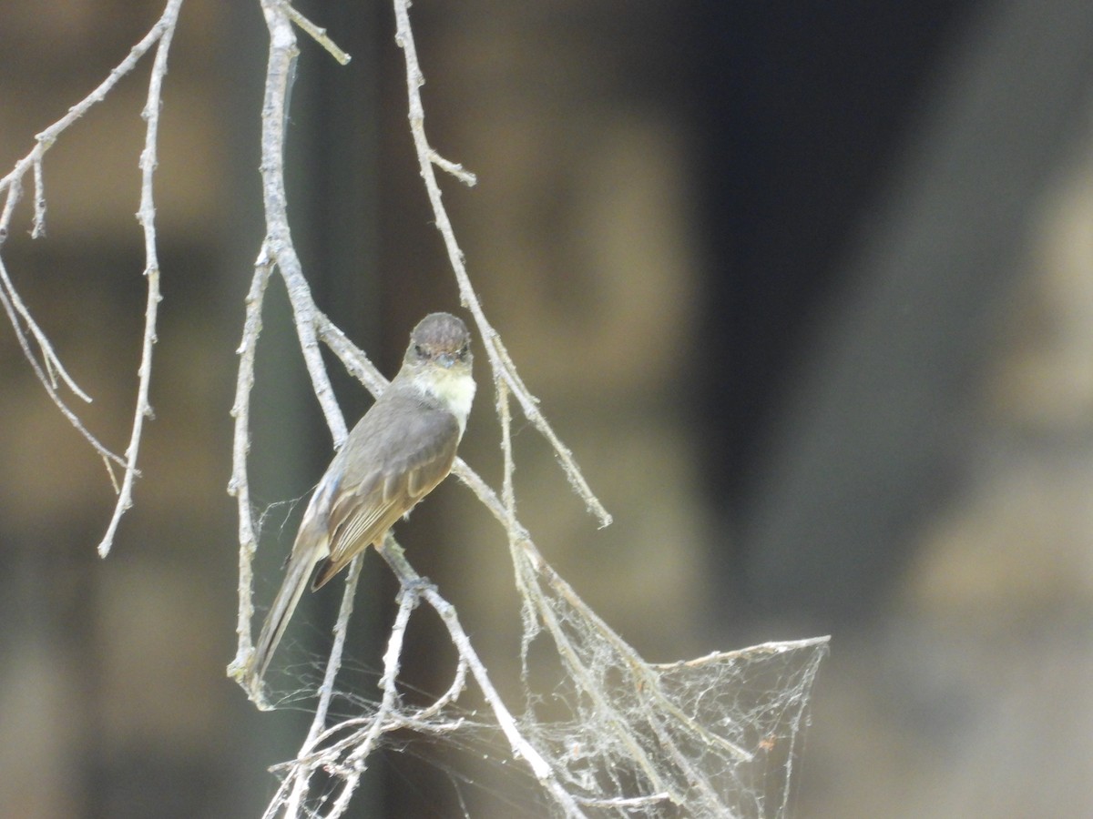 Eastern Phoebe - ML638485947