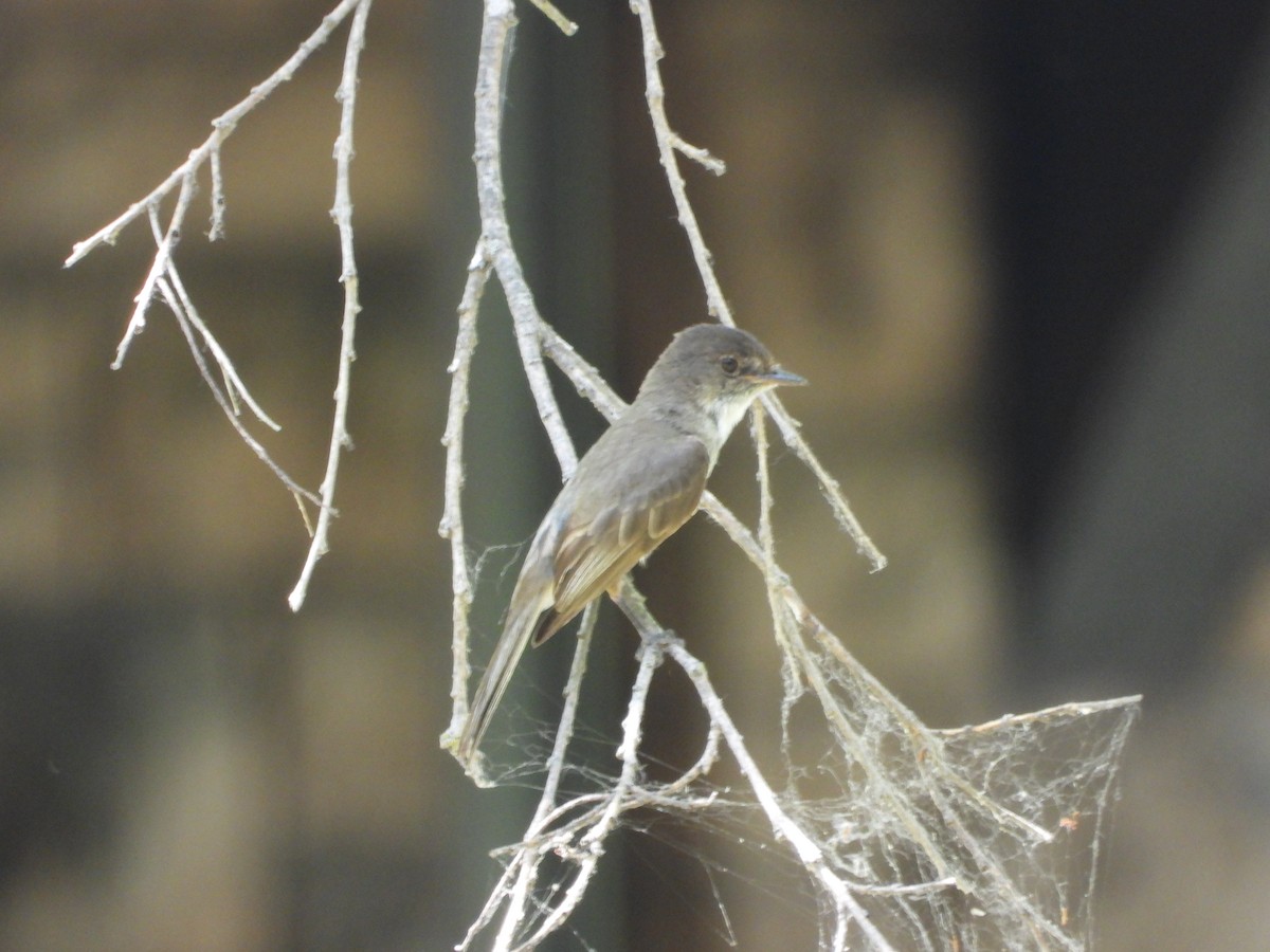 Eastern Phoebe - ML638485948