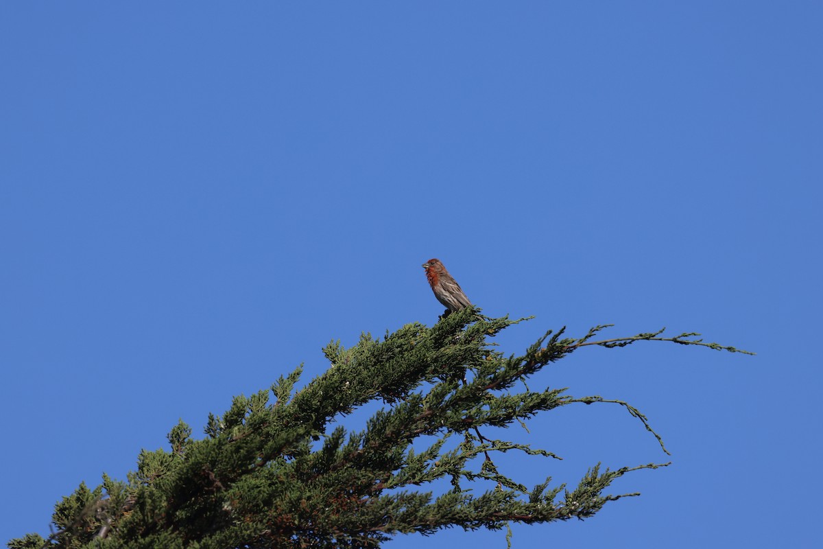 House Finch - ML638485964