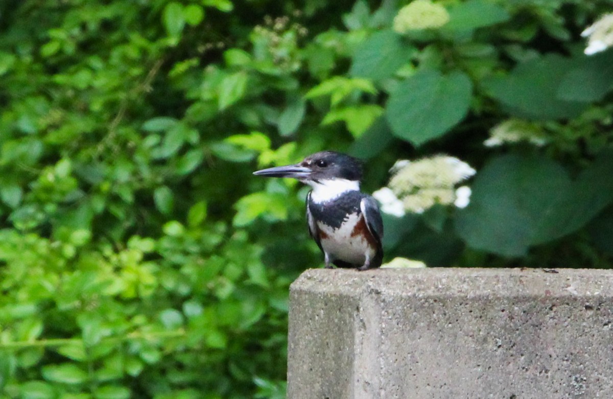 Belted Kingfisher - ML638485971