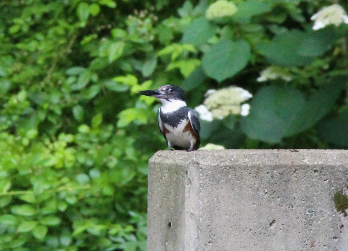 Belted Kingfisher - ML638485972