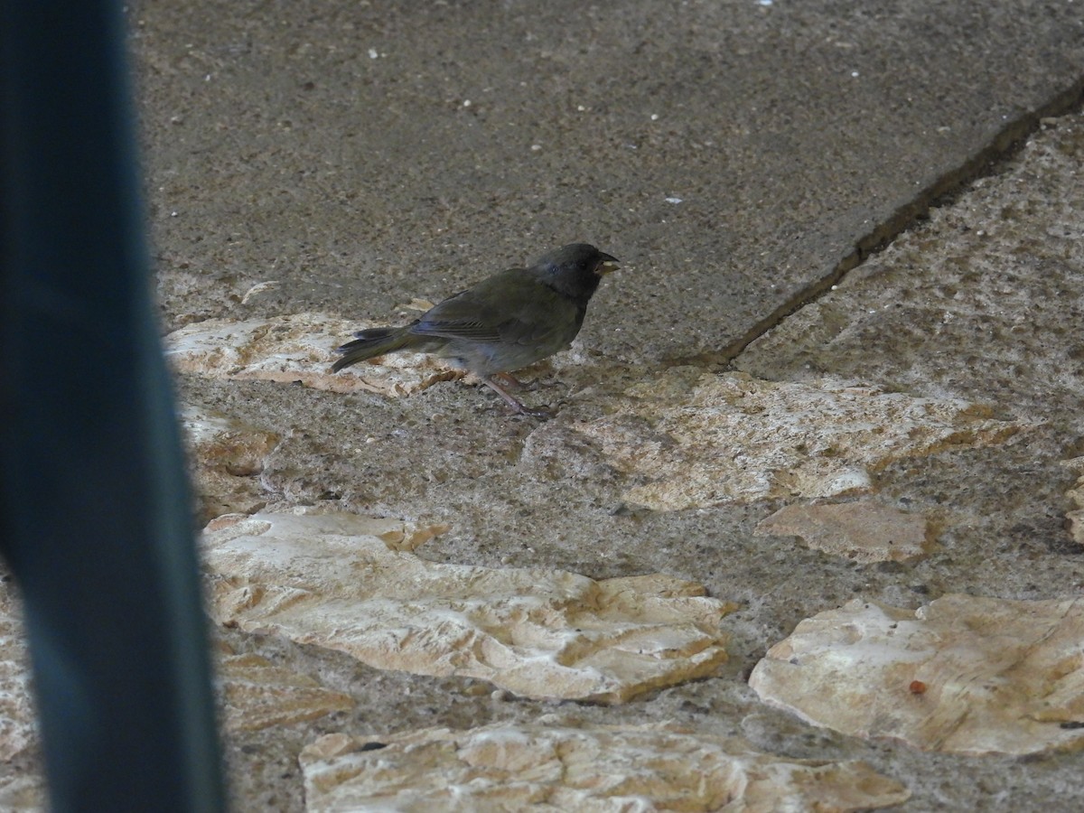 Black-faced Grassquit - ML638486008