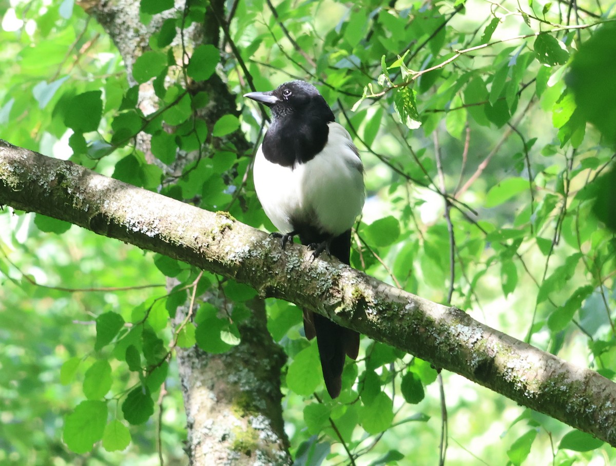 Алаг шаазгай - ML638486018