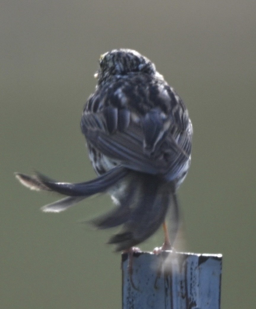 Savannah Sparrow - ML638486019